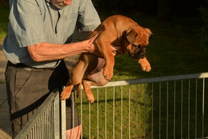 Windy Cottage Bulldogs Egon zu Besuch