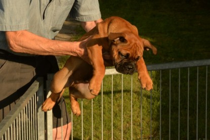 Windy Cottage Bulldogs Egon zu Besuch