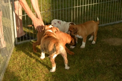 Windy Cottage Bulldogs Egon zu Besuch