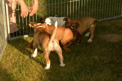 Windy Cottage Bulldogs Egon zu Besuch