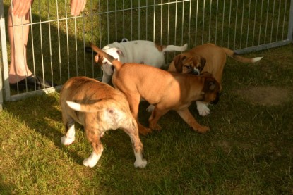 Windy Cottage Bulldogs Egon zu Besuch