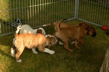 Windy Cottage Bulldogs Egon zu Besuch