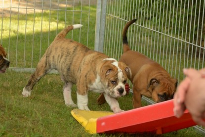 Windy Cottage Bulldogs Egon zu Besuch