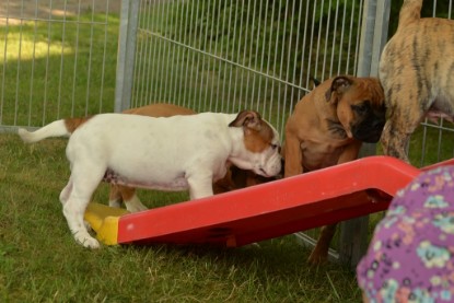 Windy Cottage Bulldogs Egon zu Besuch