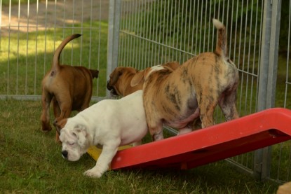 Windy Cottage Bulldogs Egon zu Besuch