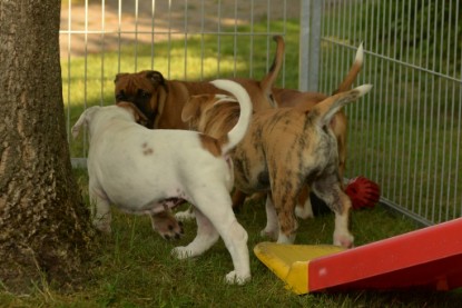 Windy Cottage Bulldogs Egon zu Besuch