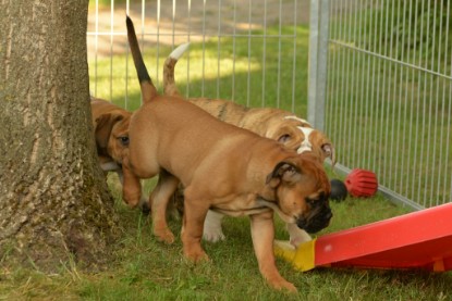 Windy Cottage Bulldogs Egon zu Besuch