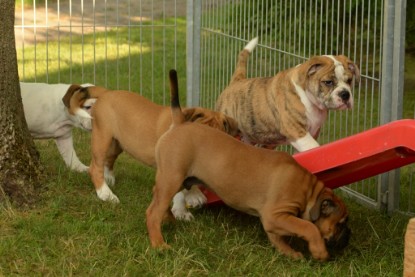 Windy Cottage Bulldogs Egon zu Besuch