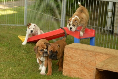 Windy Cottage Bulldogs Egon zu Besuch