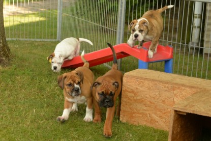 Windy Cottage Bulldogs Egon zu Besuch