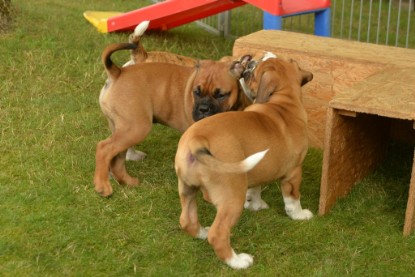 Windy Cottage Bulldogs Egon zu Besuch