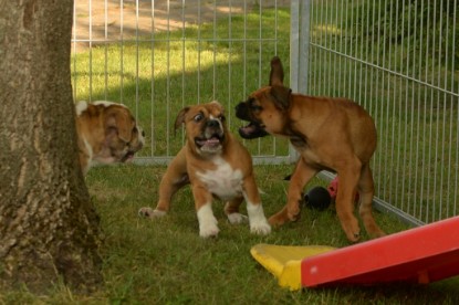 Windy Cottage Bulldogs Egon zu Besuch