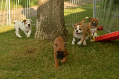 Windy Cottage Bulldogs Egon zu Besuch