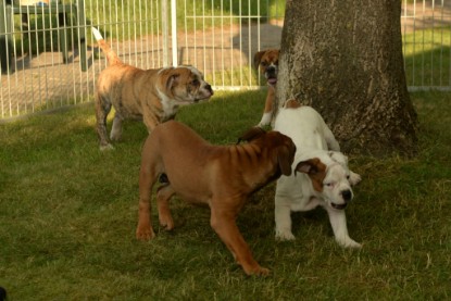 Windy Cottage Bulldogs Egon zu Besuch