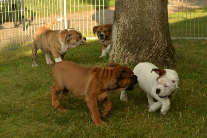 Windy Cottage Bulldogs Egon zu Besuch