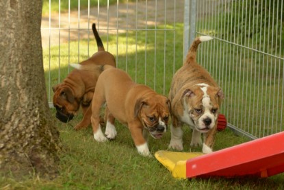 Windy Cottage Bulldogs Egon zu Besuch