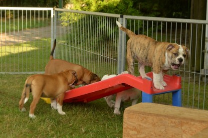 Windy Cottage Bulldogs Egon zu Besuch