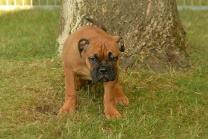 Windy Cottage Bulldogs Egon zu Besuch