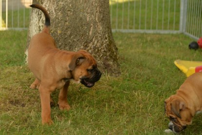 Windy Cottage Bulldogs Egon zu Besuch