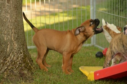 Windy Cottage Bulldogs Egon zu Besuch