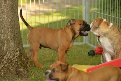 Windy Cottage Bulldogs Egon zu Besuch