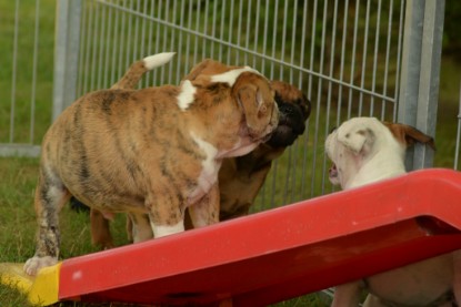 Windy Cottage Bulldogs Egon zu Besuch