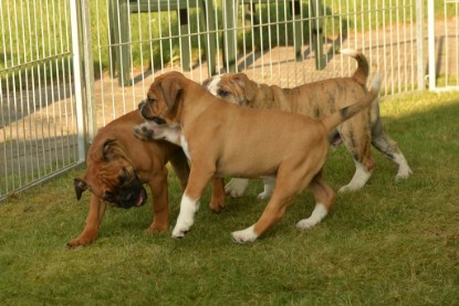 Windy Cottage Bulldogs Egon zu Besuch