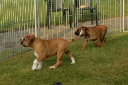 Windy Cottage Bulldogs Egon zu Besuch