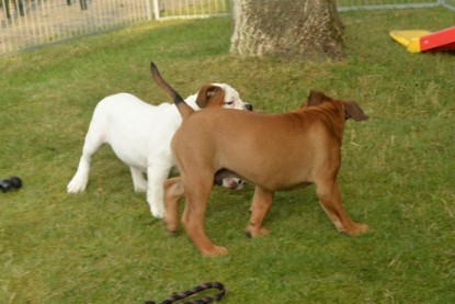 Windy Cottage Bulldogs Egon zu Besuch