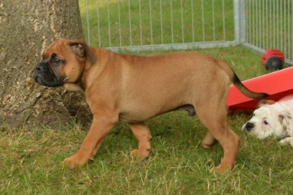 Windy Cottage Bulldogs Egon zu Besuch