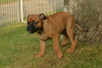 Windy Cottage Bulldogs Egon zu Besuch