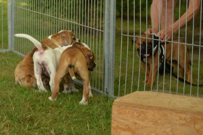 Windy Cottage Bulldogs Egon zu Besuch