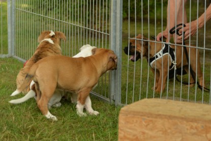 Windy Cottage Bulldogs Egon zu Besuch