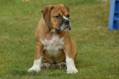 Windy Cottage Bulldogs Egon zu Besuch