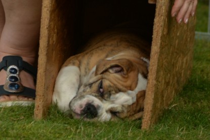 Windy Cottage Bulldogs Egon zu Besuch