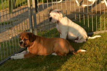 Windy Cottage Bulldogs Egon zu Besuch