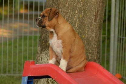 Windy Cottage Bulldogs Egon zu Besuch