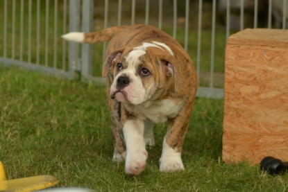 Windy Cottage Bulldogs Egon zu Besuch