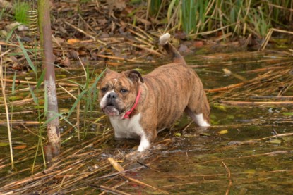 mit Frauke, Bully und Maze zum See - am 28. Oktober 2018