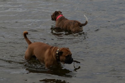 mit Frauke, Bully und Maze zum See - am 28. Oktober 2018