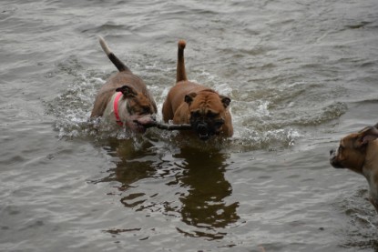 mit Frauke, Bully und Maze zum See - am 28. Oktober 2018