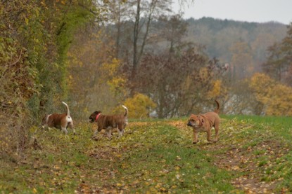 Familienausflüge am 11.11. und 15.11.2018