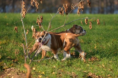 Familienausflüge am 11.11. und 15.11.2018