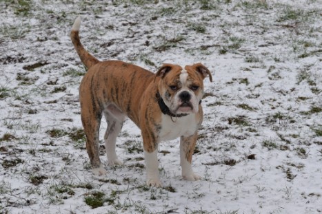 Continental Bulldogs Seeblickbulls Bilderalbum - Paula