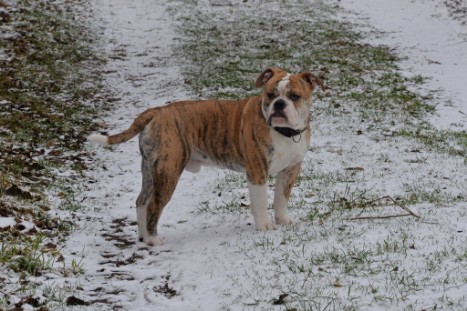 Continental Bulldogs Seeblickbulls Bilderalbum - Paula