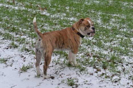 Continental Bulldogs Seeblickbulls Bilderalbum - Paula