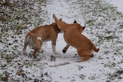 Continental Bulldogs Seeblickbulls Bilderalbum - Paula