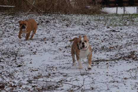 Continental Bulldogs Seeblickbulls Bilderalbum - Paula