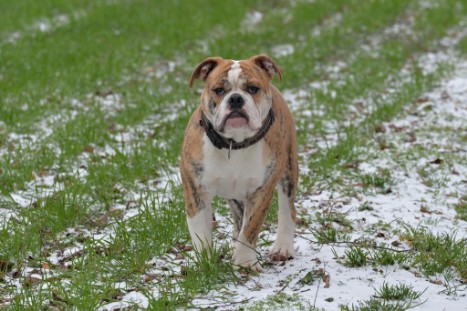 Continental Bulldogs Seeblickbulls Bilderalbum - Paula