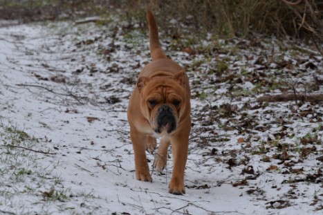 Continental Bulldogs Seeblickbulls Bilderalbum - Paula